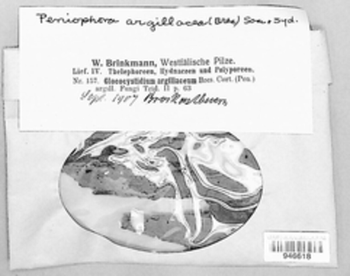 Kurtia argillacea image